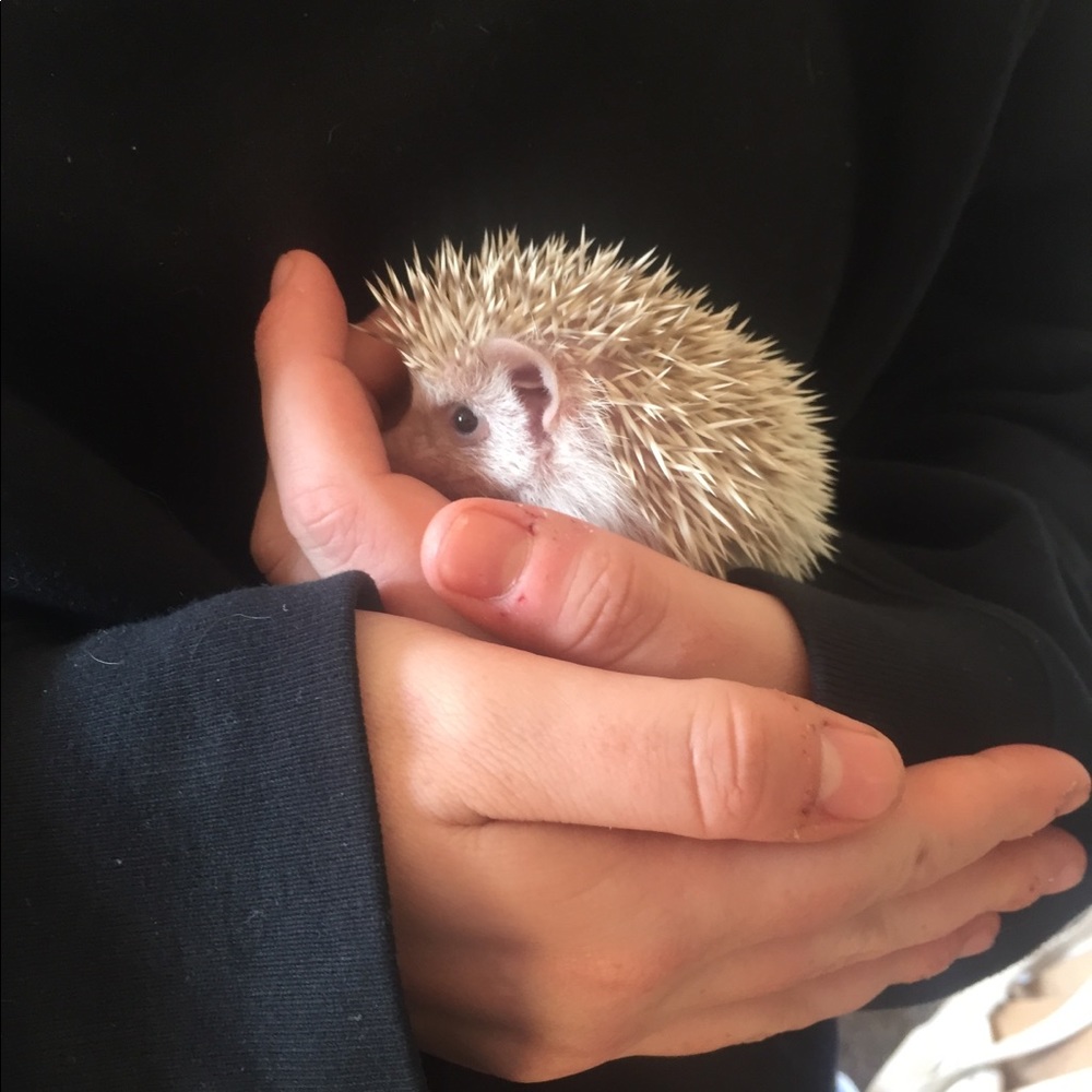 Meet your Posher, Rachel